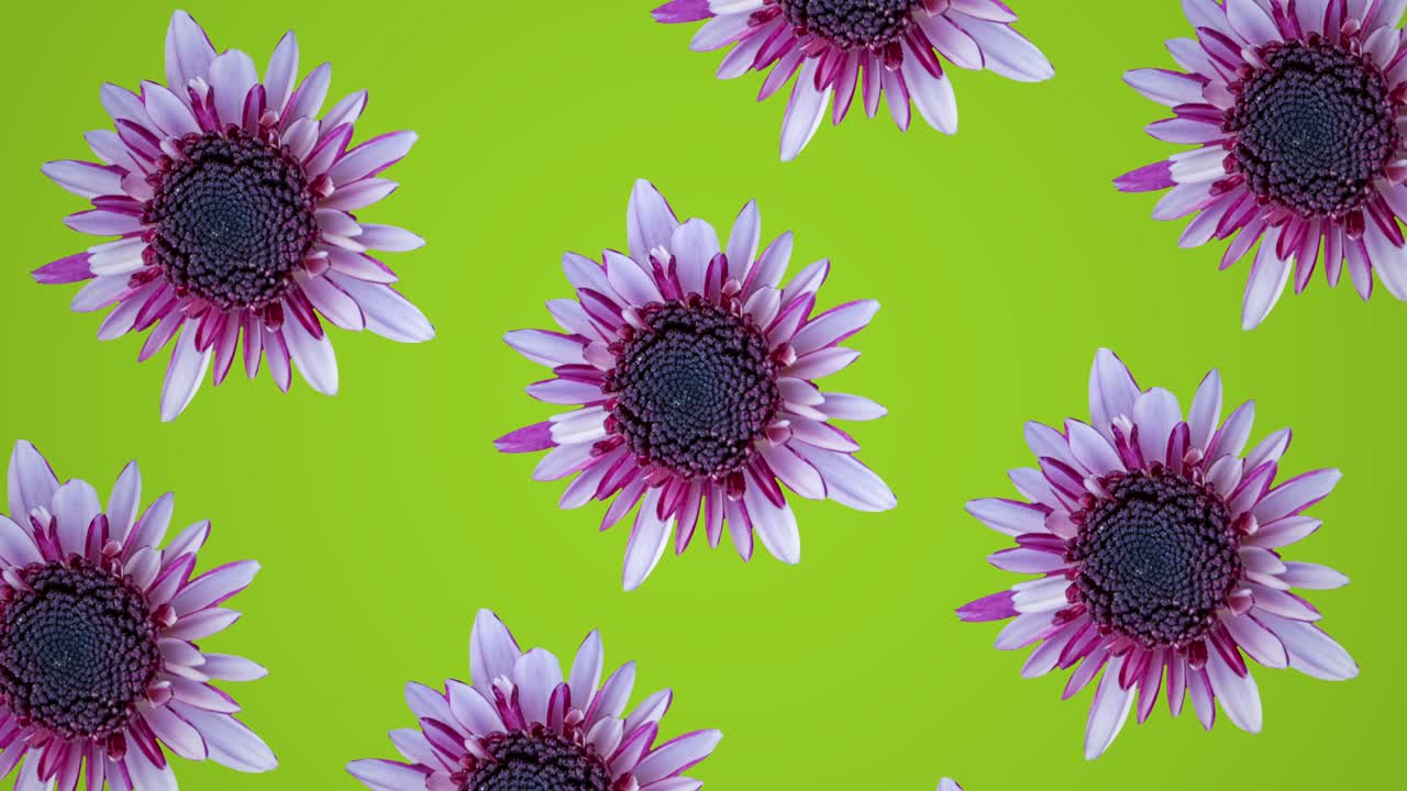 crisantemo rosa en un fondo verde patrón animado. sencillo concepto de bucle sin costuras floral animación