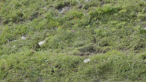 close-up of marmot babies playing on a meadow in the mountains