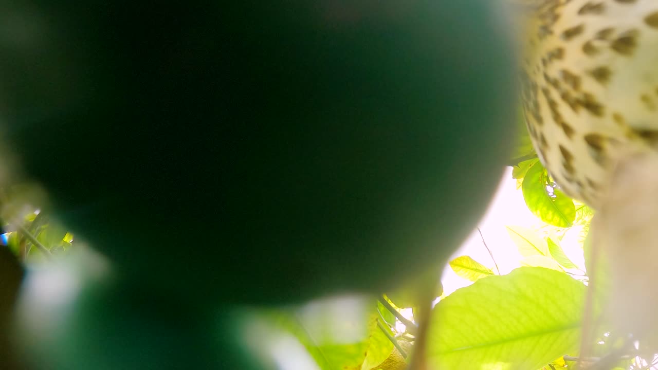 verdadero trucho en el nido con huevos alimentar a los bebés