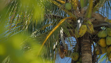 padella ad angolo basso guardando le noci di cocco fresche che crescono sulla palma, isola dei pini