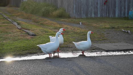 three domestic geese drink from a puddle in the pavement road, static slow motion