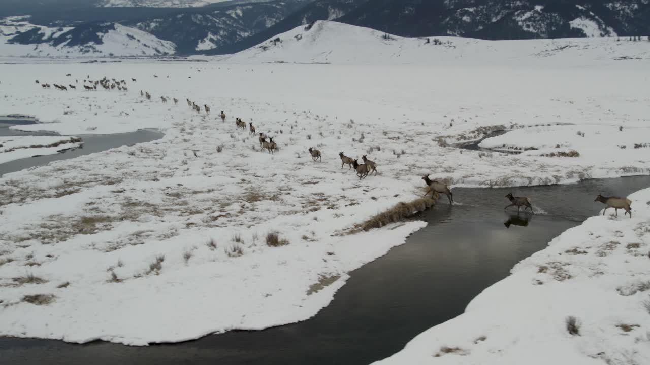 와이오밍 주 잭슨 북쪽의 그랜드 테튼 국립공원 평야 위에서 함께 강을 달리고 건너는 거대한 사 ⁇   ⁇ 의 낮은 비행 4k 드론  ⁇