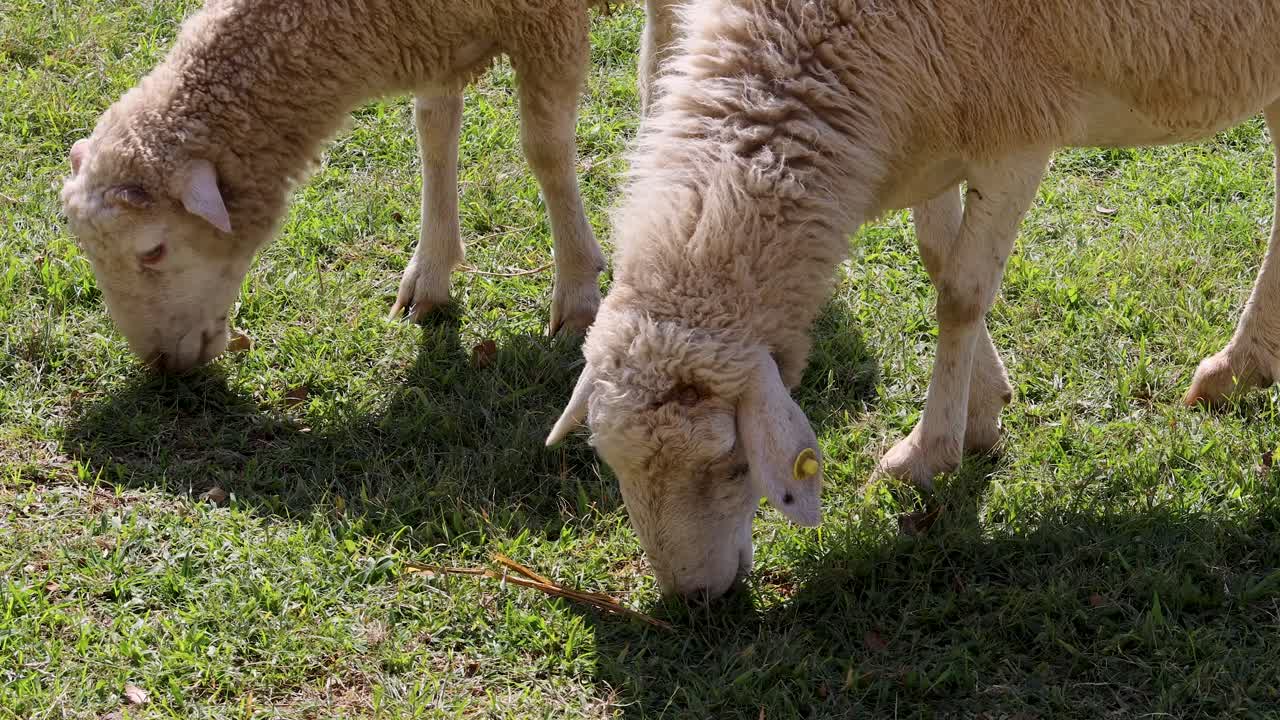 Two sheep graze on green grass under bright sunlight, captured in a rural outdoor setting