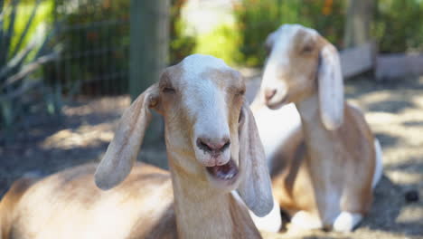 Cabras-Relajándose-A-La-Sombra-En-Un-Santuario-De-Animales