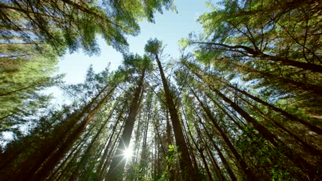 wide angle view new zealand pine forest - mature trees - steadily moving