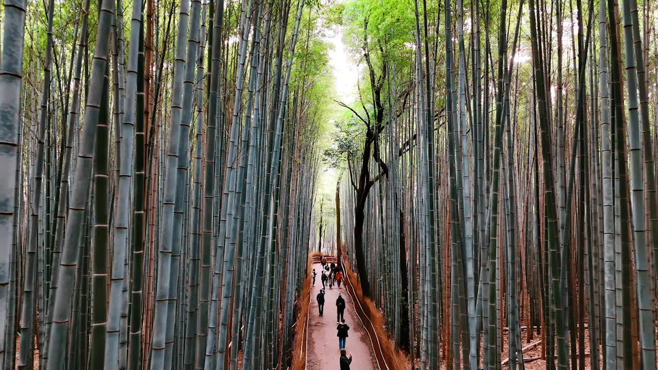 Flight along the grey trunks of bamboo tress in the national park. Forest filled with tourists in Kyoto, Japan.