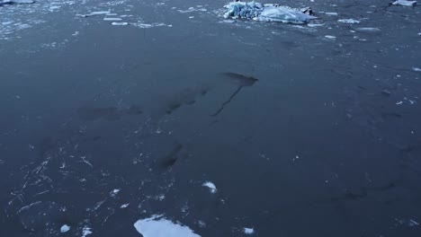 trozos de hielo flotando en el agua de mar en el día de invierno.