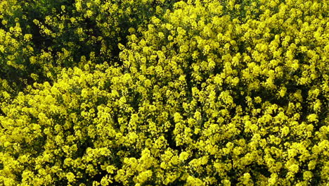 Aerial-view-of-raps-field