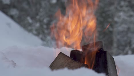 campfire flames in winter nature campsite