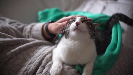 Woman-petting-cat-indoor-at-home-sitting-in-the-couch