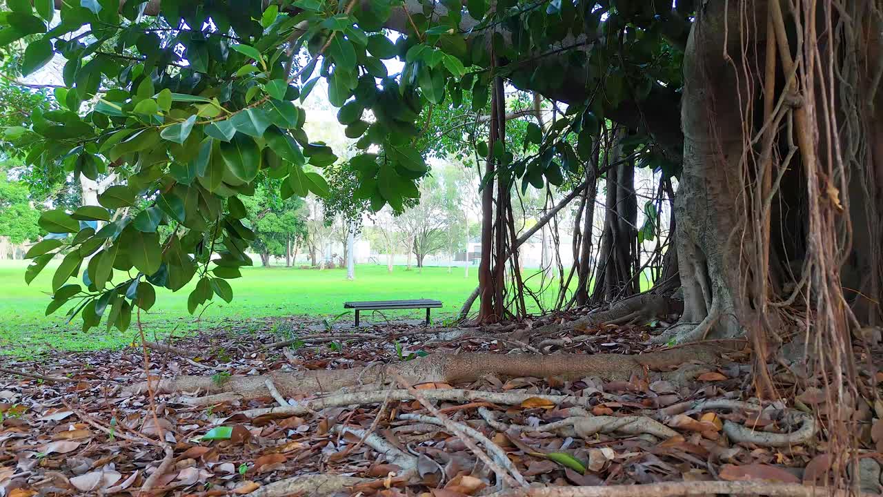 A tranquil park scene with a bench under a banyan tree, showcasing lush greenery and natural lighting