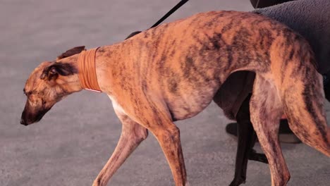 two greyhounds walking with their owner