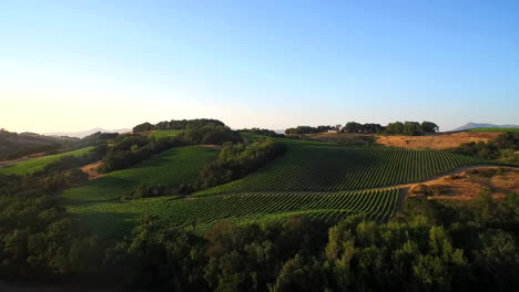 an low forward aerial over vast rows of vineyards in northern california's sonoma county