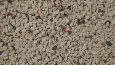 Slow-motion-pan-across-drying-coffee-beans