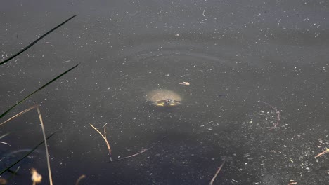 A-red-eared-slider,-turtle-dips-its-head-under-the-water-before-popping-up-again