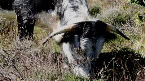 Britischer-Longhorn-Weidet-Auf-Gras-Zwischen-Heidekraut-Auf-Tieflandheide-Am-Kinver-Edge,-Staffordshire