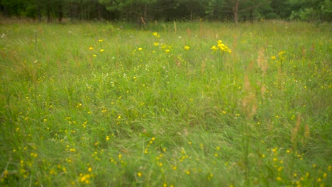 Beautiful-springtime--meadow-slow-motion