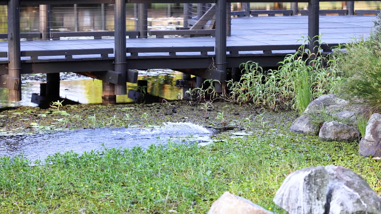 식물원 의 다리  에 물 이 어지는 것