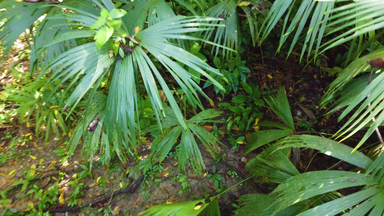 chelyocarpus dianeurus palmeras perennes de un solo tallo que crecen en las selvas tropicales de américa del sur