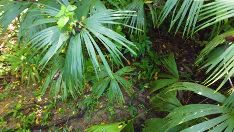 Chelyocarpus-Dianeurus-Single-Stemmed-Evergreen-Palms-Growing-In-The-Rainforest-Of-South-America