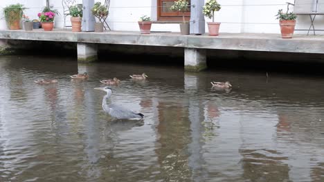 grey heron and ducks along the river stream of blau in ulm, germany