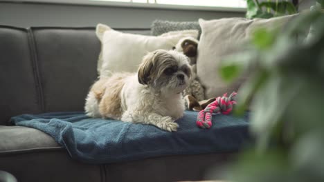 Perro-Boomer-Sentado-En-El-Sofá-De-La-Sala,-Salta,-Plano-Medio