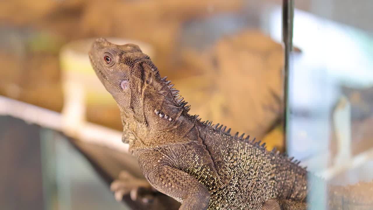 A Philippine sailfin lizard is seen in a glass enclosure, showcasing its unique features under bright lighting