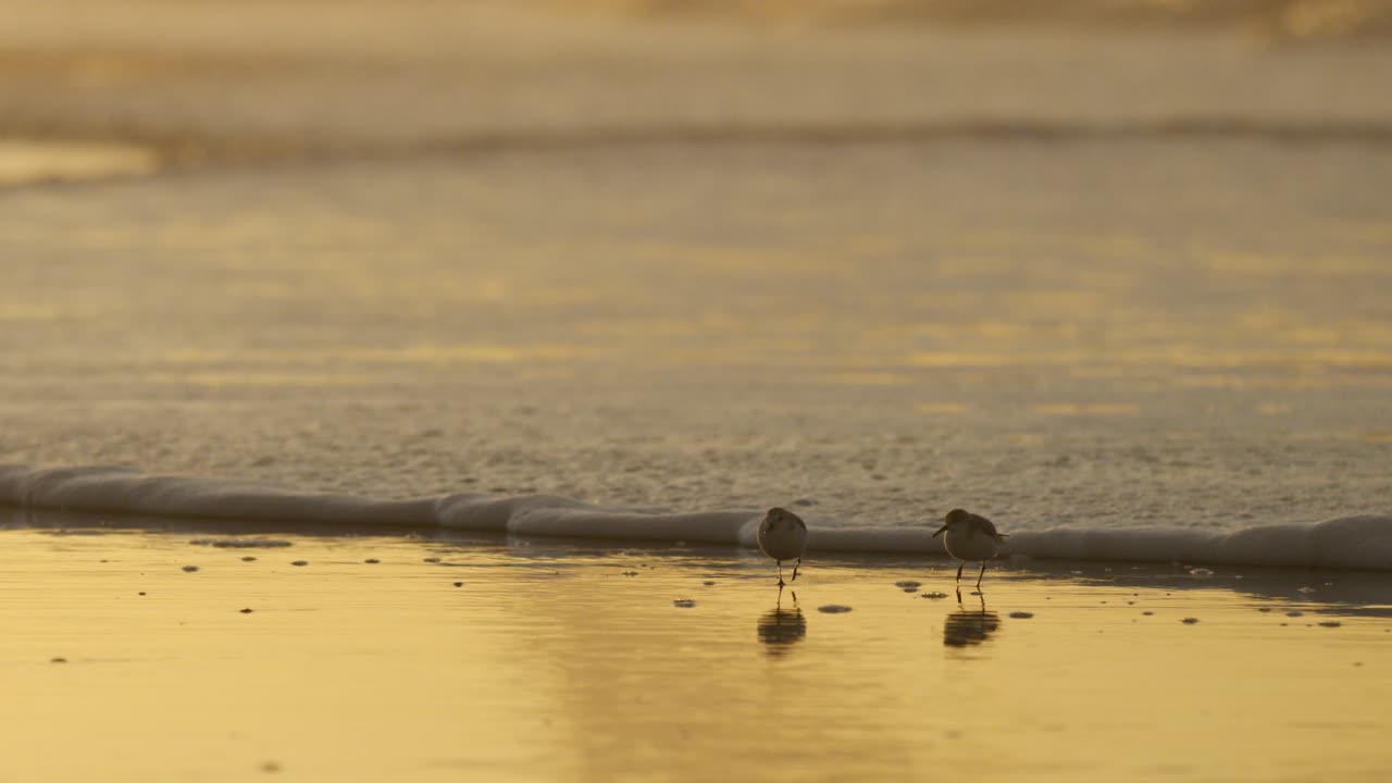 해질녘 해변의 새들