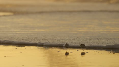 birds on the beach at sunset