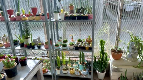 cacti arranged in greenhouse at floating market