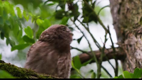 a young owl with fluffy brown feathers is dancing while sitting on a tree branch