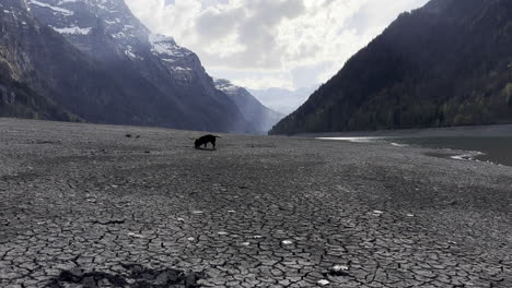 Perros-Jugando-Con-Ramas-De-árboles-Secos-En-La-Orilla-De-Un-Lago-Klöntalersee,-Glarus,-Suiza