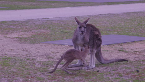 Mutter-Und-Baby-Känguru-Spielen-Im-Park