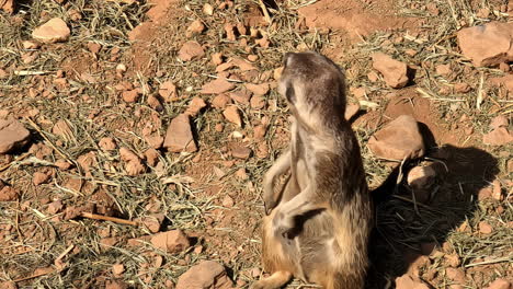 close up of a meerkat's head looking around on a sunny day