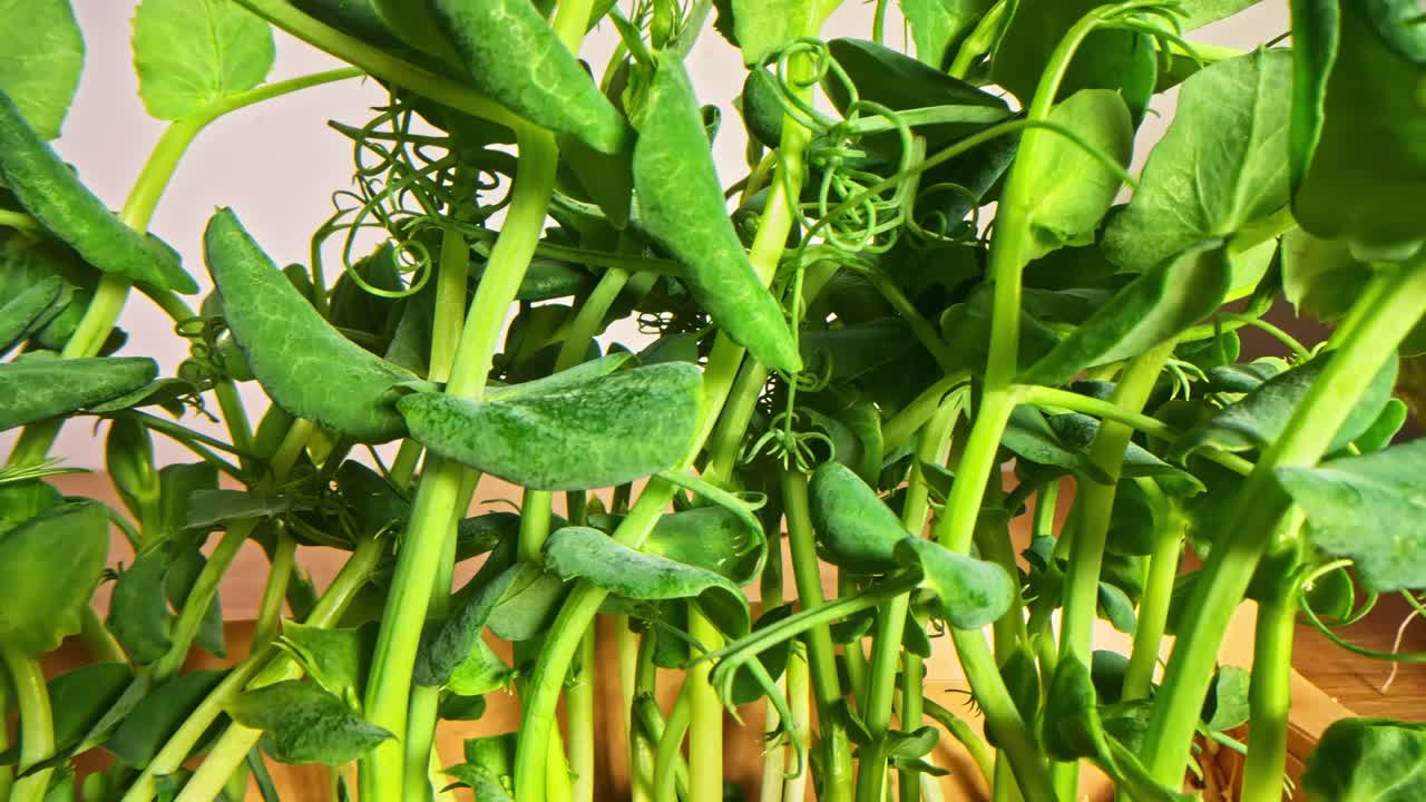 Macro closeup of leafy green vines showing natural curves and tiny surface textures with warm daylight