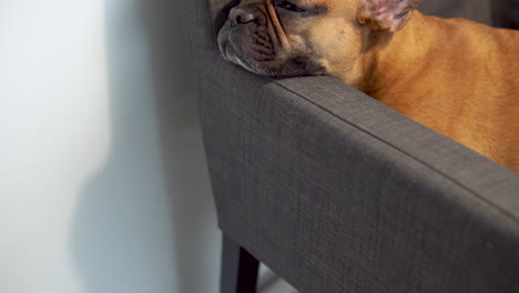 Un-Bulldog-Francés-Dormido-Sostiene-Su-Cabeza-En-El-Reposabrazos-De-Una-Silla,-De-Cerca