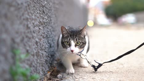 gato asustado siendo llevado por la mujer tiene miedo a los coches y la carretera