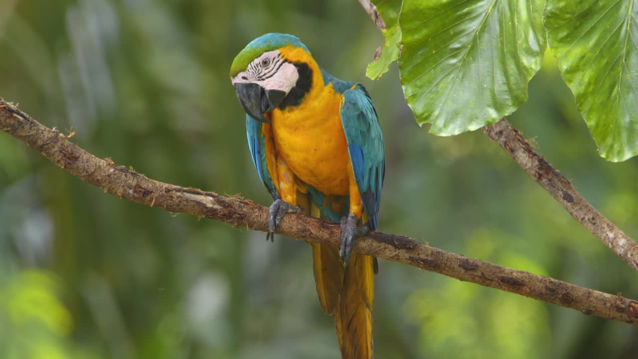 A stunning close-up of a Blue-and-Yellow Macaw perched on a tree branch in Peru’s lush rainforest.