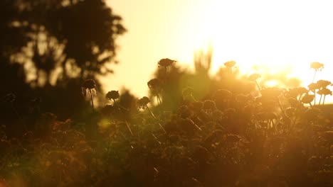 Strahlender-Sonnenschein-Im-Portugiesischen-Feld