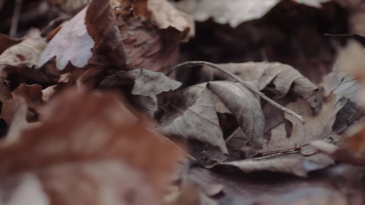 Fallen autumn leaves on the ground low shot
