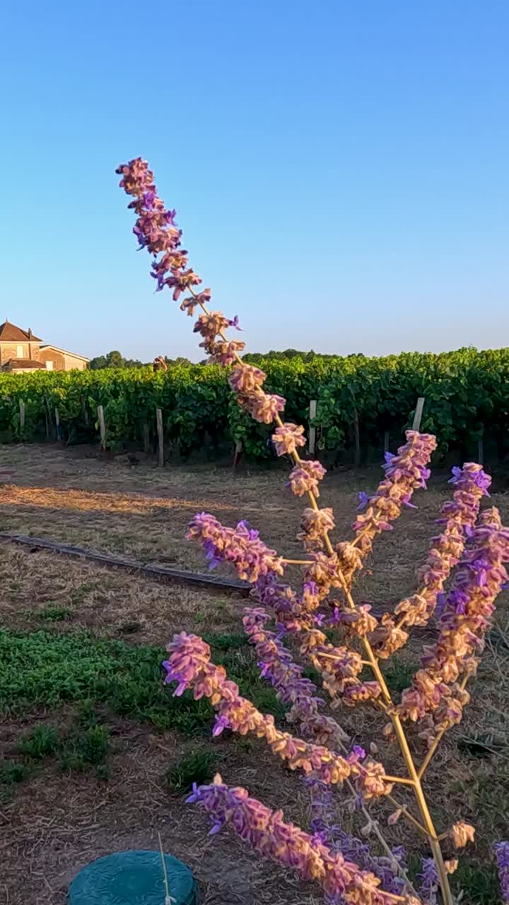 viñedo pintoresco con lavanda en castillon-la-bataille