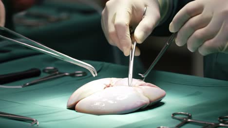 surgical procedure in progress: detailed examination and dissection of specimen in a controlled medical environment