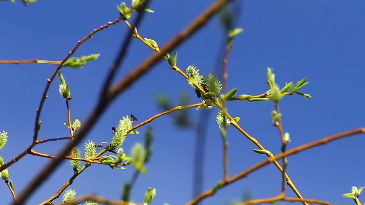 범블비와 모기로 가득한 봄의 버드나무 덤불
