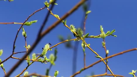 Willow-bush-in-spring,-full-of-bumblebees-and-mosquitoes