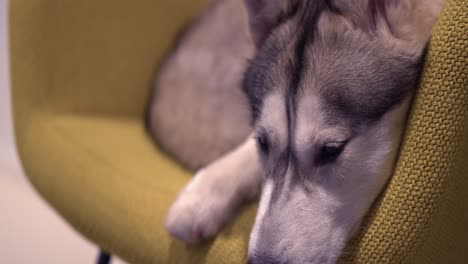 closeup face: cute husky dog rests in comfy fabric barrel tub chair