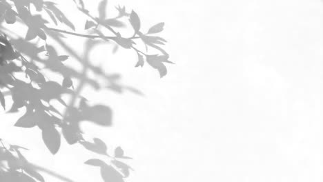 moving leaves shadow animated overlay, transparent 4k video, alpha channel, prores 4444