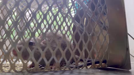 rat-caught-in-rat-cage-trap-from-different-angle-at-day