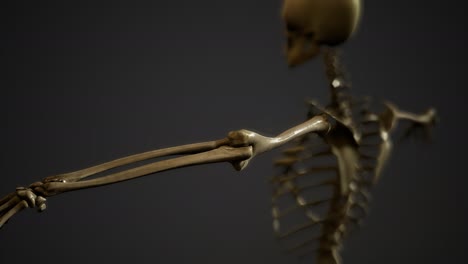 de los huesos del esqueleto humano