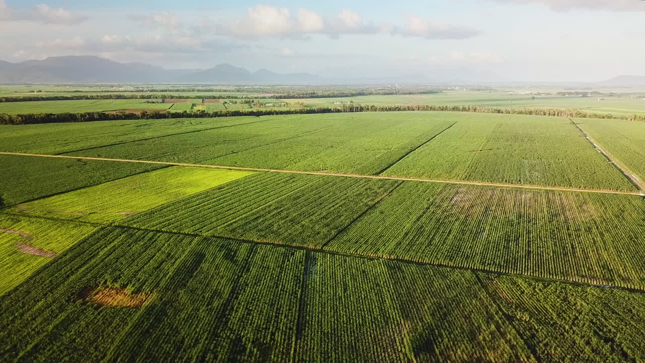 Drone flying high over fields of sugarcane with mountains in the background