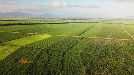 Drone-Volando-Alto-Sobre-Campos-De-Caña-De-Azúcar-Con-Montañas-Al-Fondo